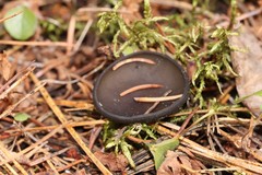 Pseudoplectania vogesiaca