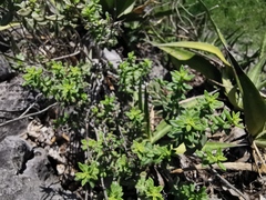 Sedum calcicola