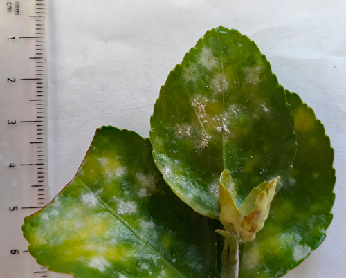 Spindletree powdery mildew