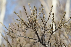 Hippophae rhamnoides