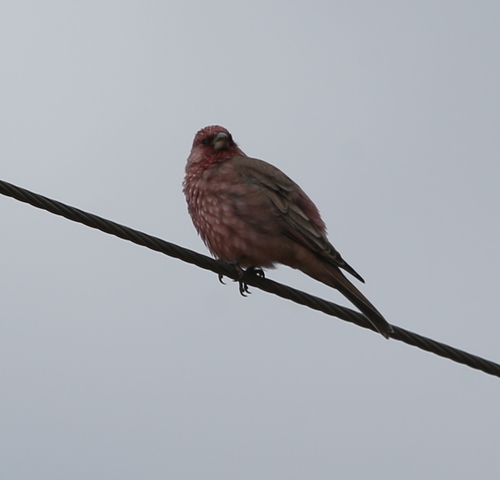 Great Rosefinch