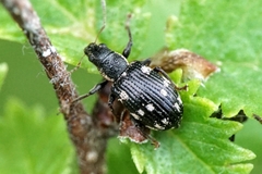 Polydrusus picus