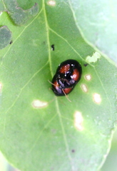 Argopistes coccinelliformis