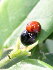 Argopistes coccinelliformis
