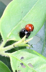 Argopistes coccinelliformis