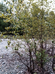 Magnoliopsida