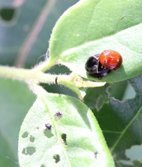 Argopistes coccinelliformis
