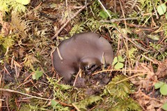 Pseudoplectania vogesiaca