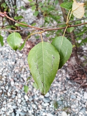 Magnoliopsida