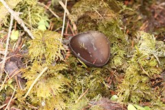 Pseudoplectania vogesiaca