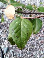 Magnoliopsida