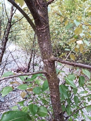 Magnoliopsida