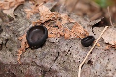 Pseudoplectania vogesiaca