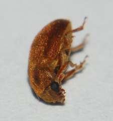 Byturus unicolor