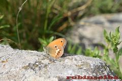 Coenonympha corinna