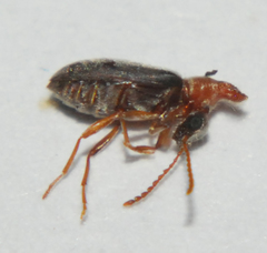 Notoxus murinipennis