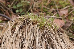 Calamagrostis purpurea