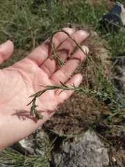 Linum austriacum