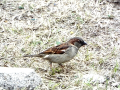 Passer domesticus