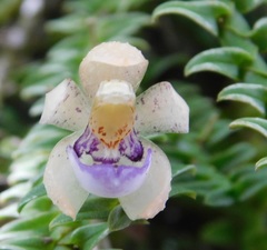 Dichaea squarrosa