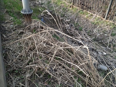 Phragmites australis altissimus