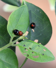 Argopistes coccinelliformis