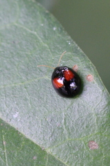 Argopistes coccinelliformis