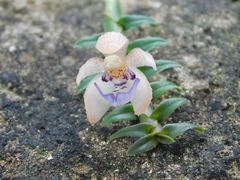 Dichaea squarrosa