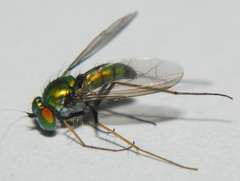 Condylostylus comatus