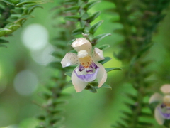 Dichaea squarrosa