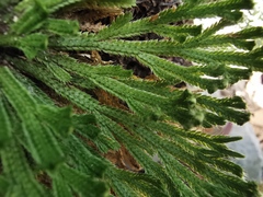 Selaginella pilifera