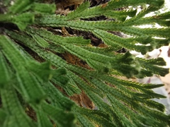 Selaginella pilifera