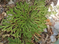Selaginella pilifera