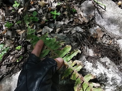 Polypodium plesiosorum