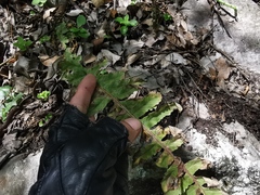 Polypodium plesiosorum