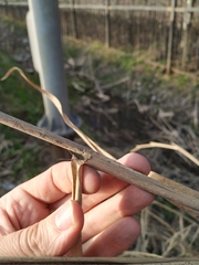 Phragmites australis altissimus