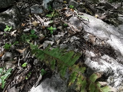 Polypodium plesiosorum