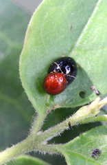Argopistes coccinelliformis