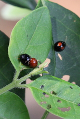 Argopistes coccinelliformis