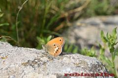 Coenonympha corinna