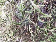 Forsstroemia producta