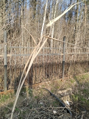Phragmites australis altissimus
