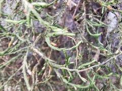 Forsstroemia producta