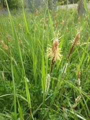Carex hirta