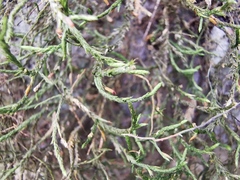 Forsstroemia producta