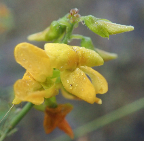 Orange Rattlepod (Crotalaria platysepala)