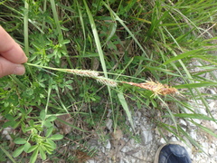 Carex hirta