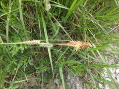 Carex hirta