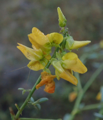 Crotalaria platysepala image