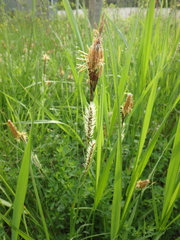 Carex hirta